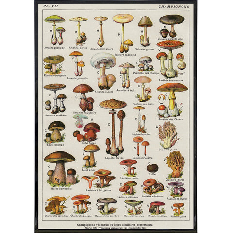 Vintage Mushrooms by Millot Print - The Original Underground / theoriginalunderground.com